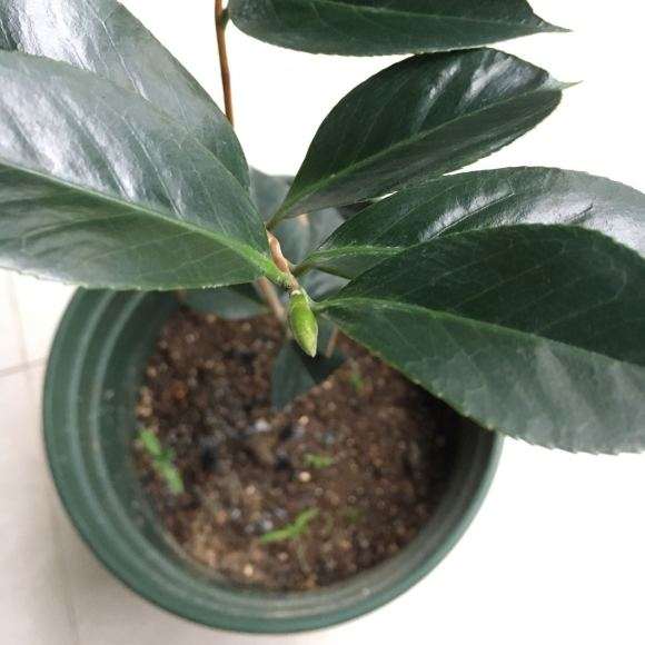 浅谈茶花下山桩怎么矮壮树型控制