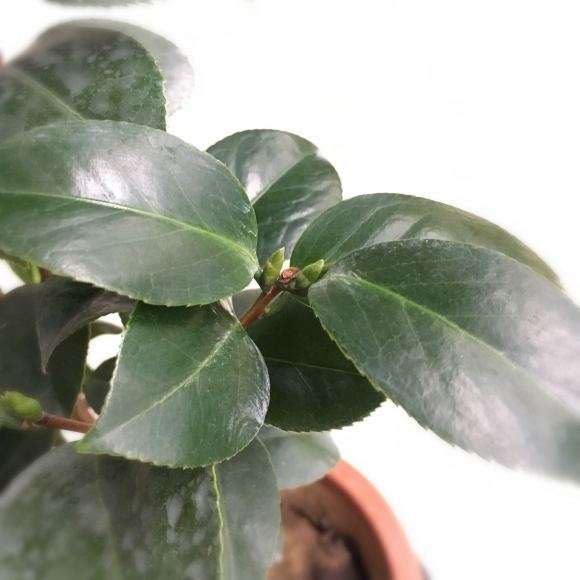 浅谈茶花下山桩怎么矮壮树型控制