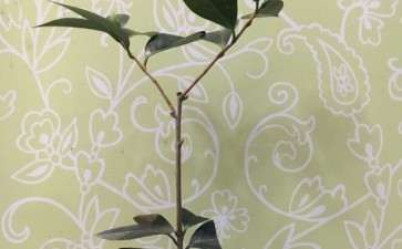 茶花下山桩怎么矮壮树型控制的方法