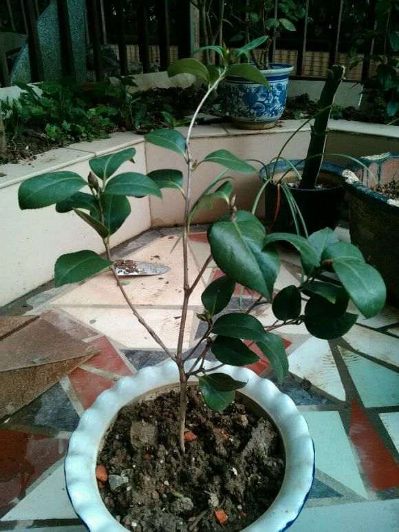 茶花下山桩生得太怪 怎么修剪