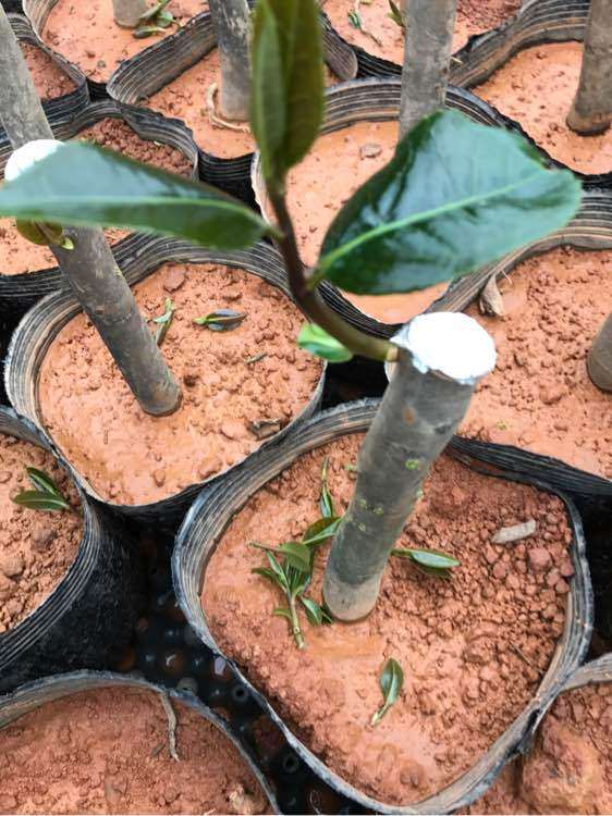 茶花嫁接下山桩已经发芽
