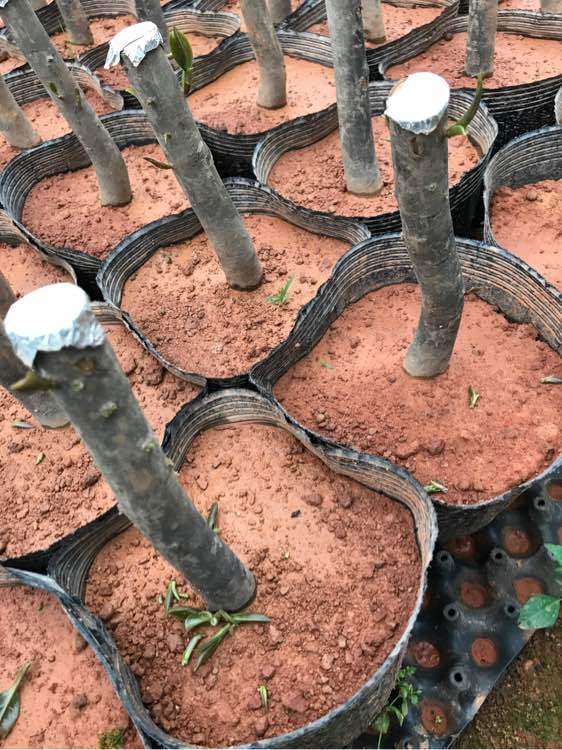 茶花嫁接下山桩已经发芽