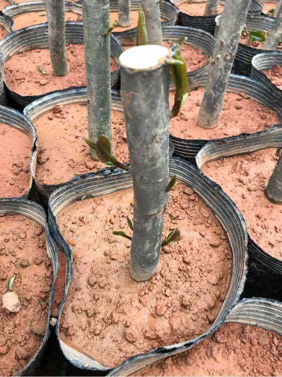 茶花嫁接下山桩已经发芽