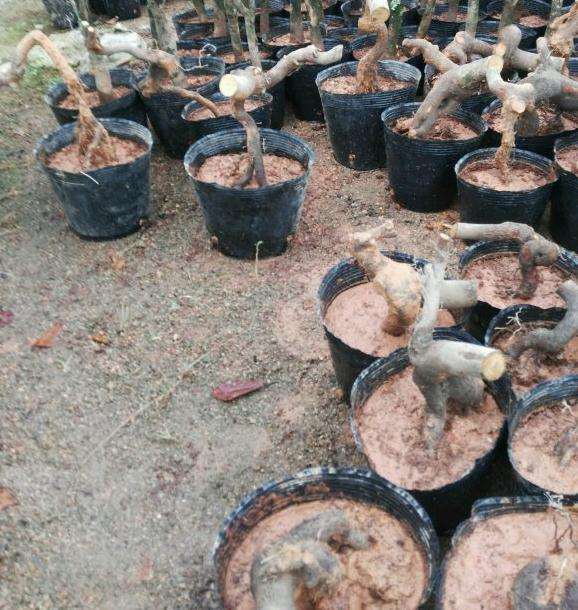 茶花下山桩嫁接什么品种好