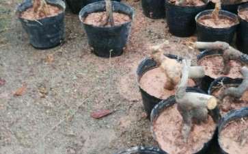 茶花下山桩嫁接什么品种好 图片