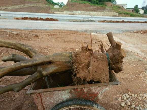 茶花下山桩换顶的全程记录