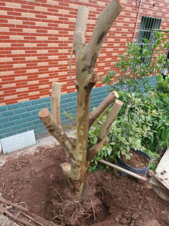 茶花下山桩换顶的全程记录 图解