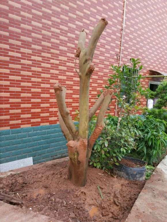 茶花下山桩换顶的全程记录 图解