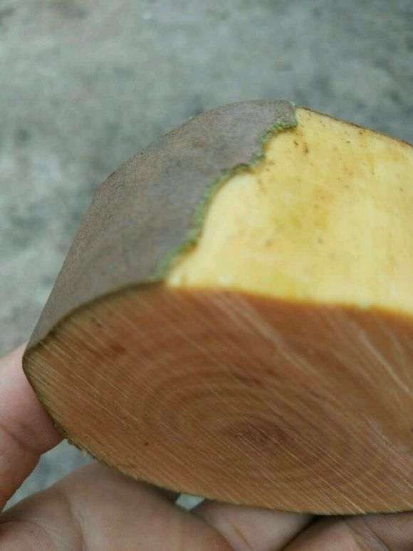 茶花下山桩换顶的全程记录 图解