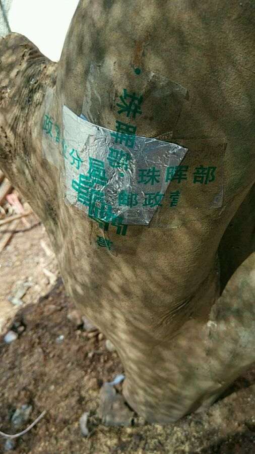茶花下山桩换顶的全程记录 图解
