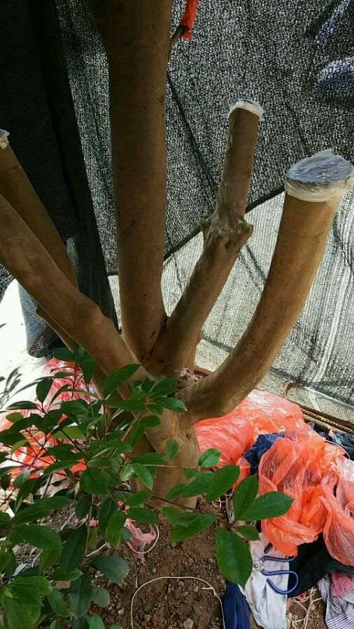 茶花下山桩换顶的全程记录 图解