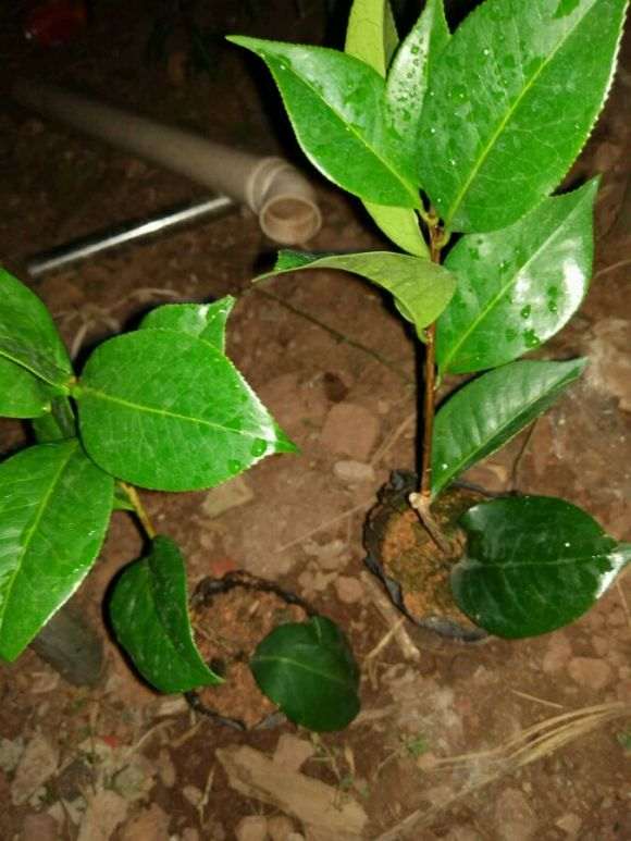 茶花下山桩换顶的全程记录 图解