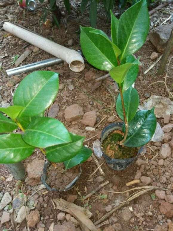 茶花下山桩换顶的全程记录 图解