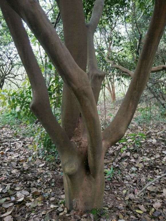 茶花下山桩换顶的全程记录 图解