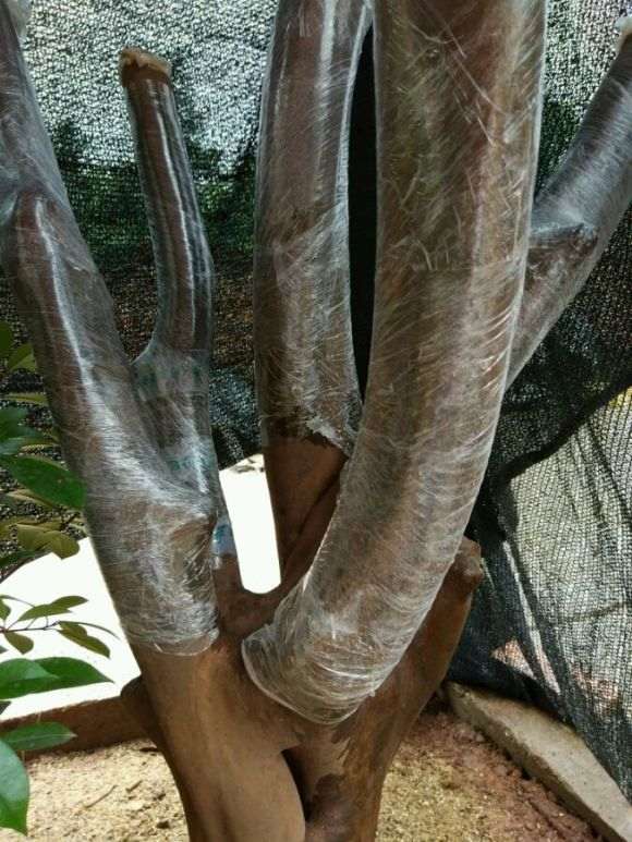 茶花下山桩换顶的全程记录 图解