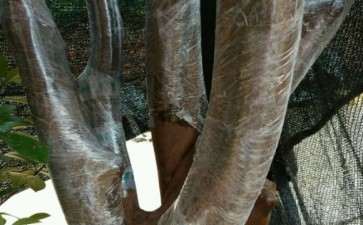 茶花下山桩换顶的全程记录 图解