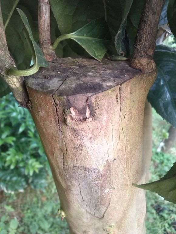 大下山桩嫁接茶花有什么风险 图片