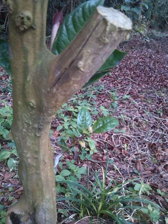 大下山桩嫁接茶花有什么风险