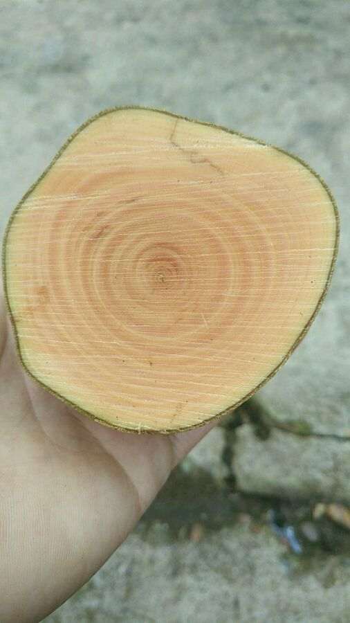 大下山桩嫁接茶花有什么风险