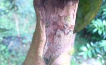 大下山桩嫁接茶花有什么风险 图片