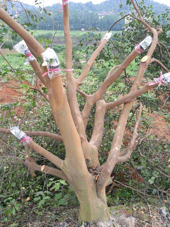 油茶30公分左右大桩嫁接茶花下山桩