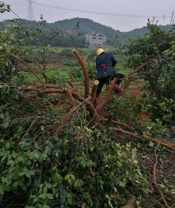 油茶30公分左右大桩嫁接茶花下山桩