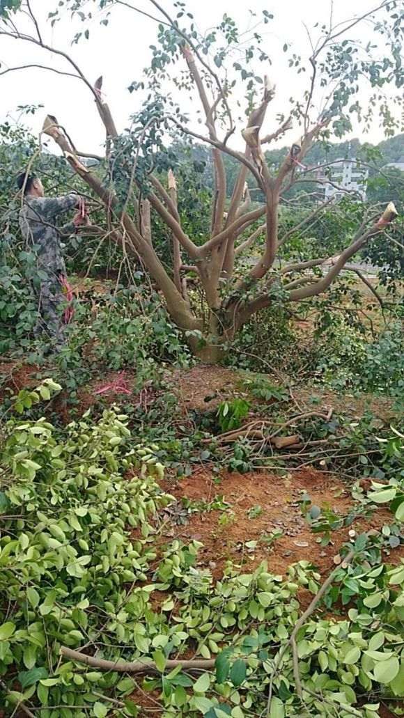 油茶30公分左右大桩嫁接茶花下山桩