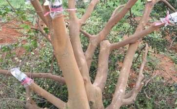 油茶30公分左右大桩嫁接茶花下山桩 图片