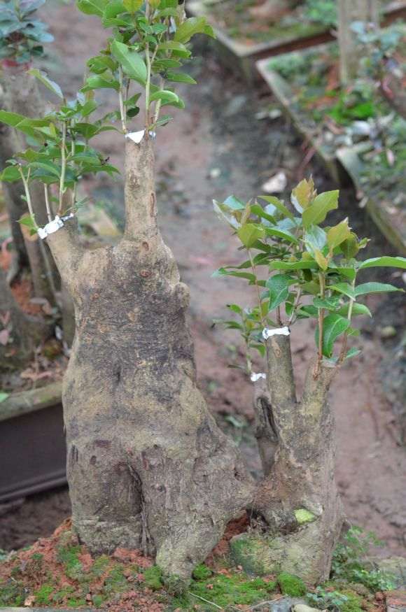 野茶茶花下山桩已嫁接成功