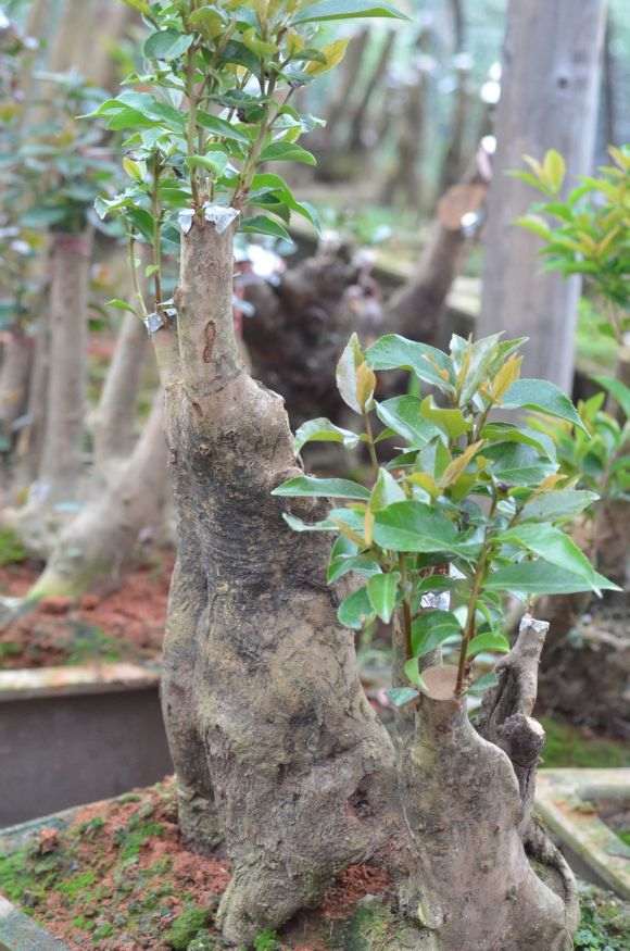 野茶茶花下山桩已嫁接成功