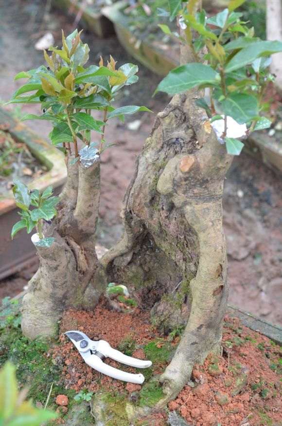 野茶茶花下山桩已嫁接成功