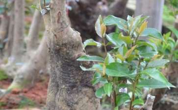 野茶茶花下山桩已嫁接成功 可以吗 图片