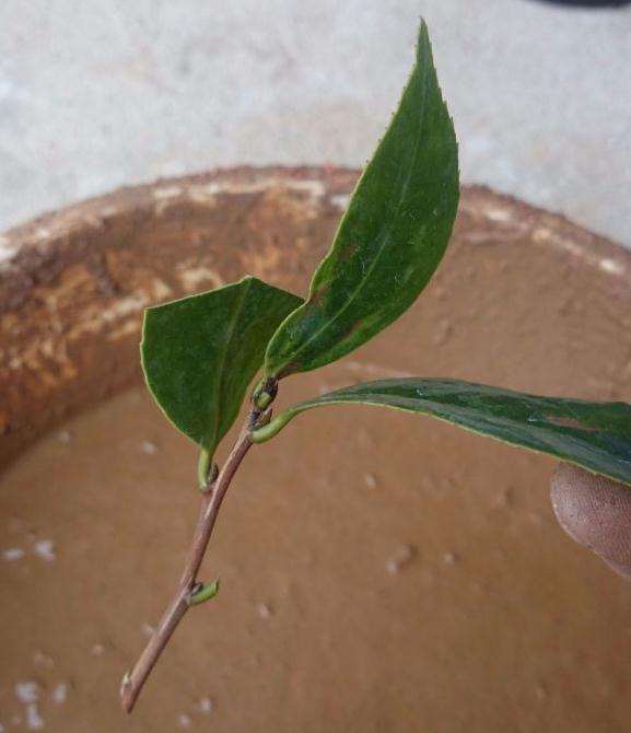 茶花盆景怎么扦插的方法