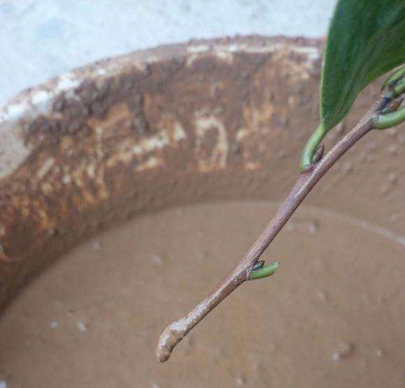 茶花盆景怎么扦插的方法