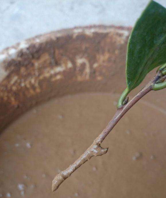 茶花盆景怎么扦插的方法