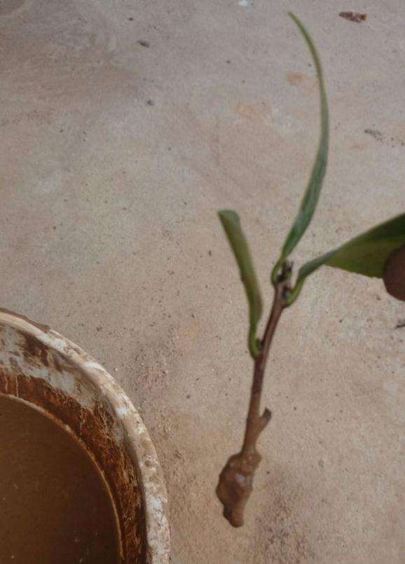 茶花盆景怎么扦插的方法