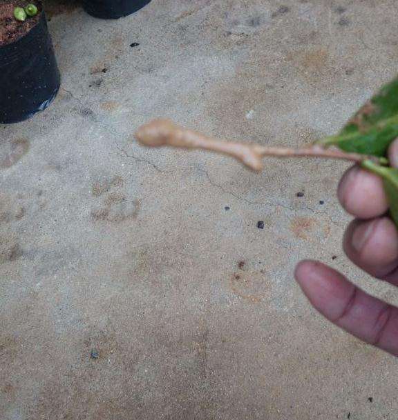 茶花盆景怎么扦插的方法