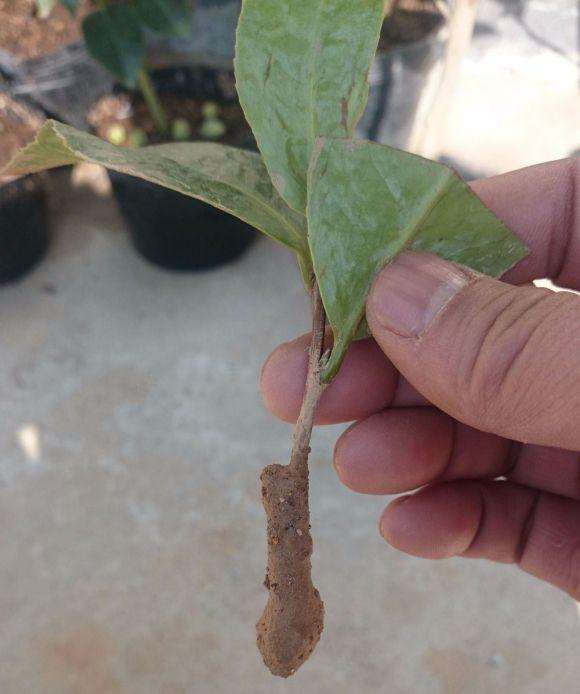 茶花盆景怎么扦插的方法