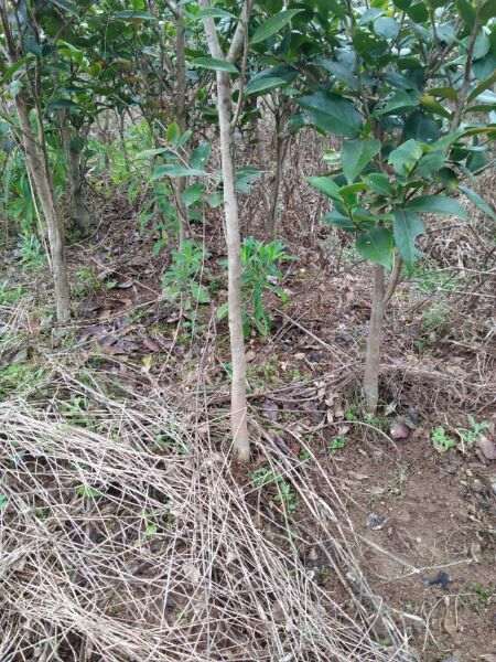 嫁接的茶花下山桩 价格多少一颗