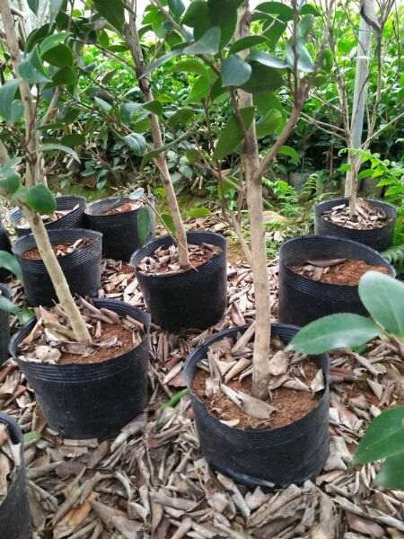 嫁接的茶花下山桩 价格多少一颗