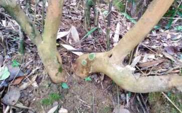 山茶下山桩可以吗拿来嫁接茶花 图片