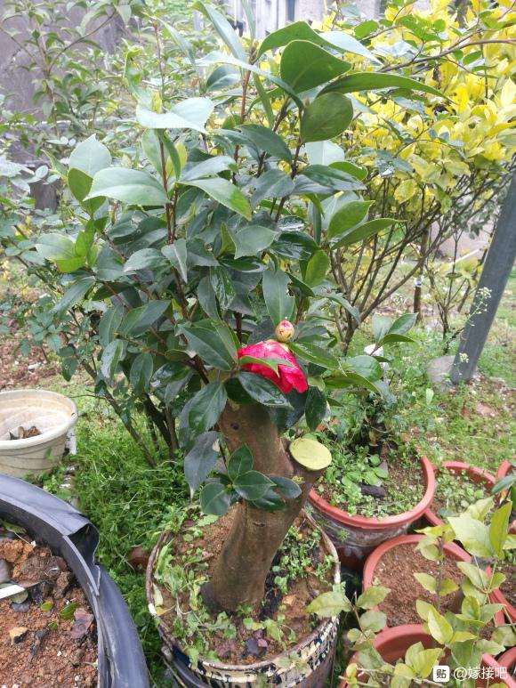 油茶桩嫁接茶花下山桩