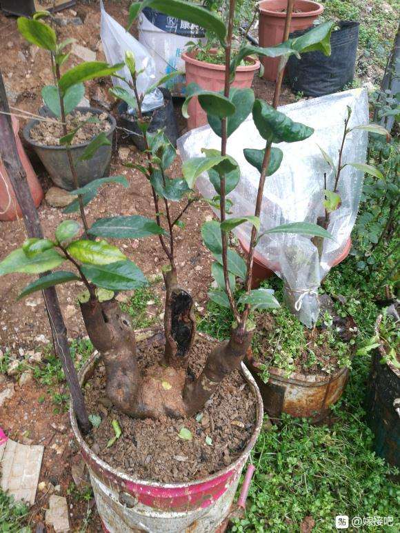 油茶桩嫁接茶花下山桩