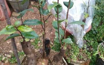 油茶桩嫁接茶花下山桩 可以吗 图片