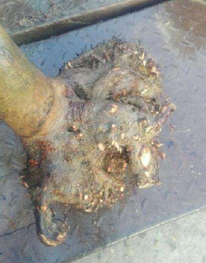 今天刚挖的茶花耐冬大下山桩