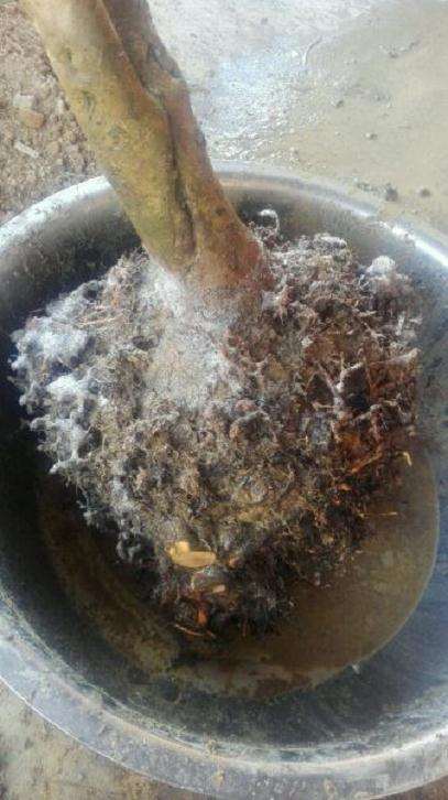 今天刚挖的茶花耐冬大下山桩