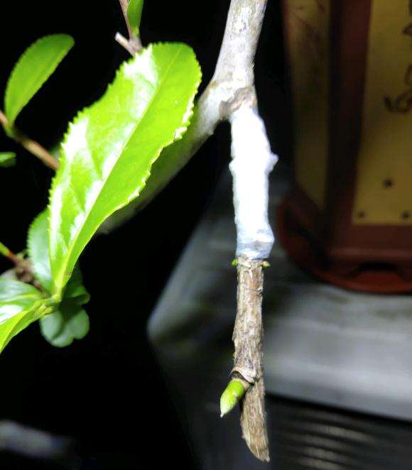 茶花下山桩重新换盆 能不能成活 图片