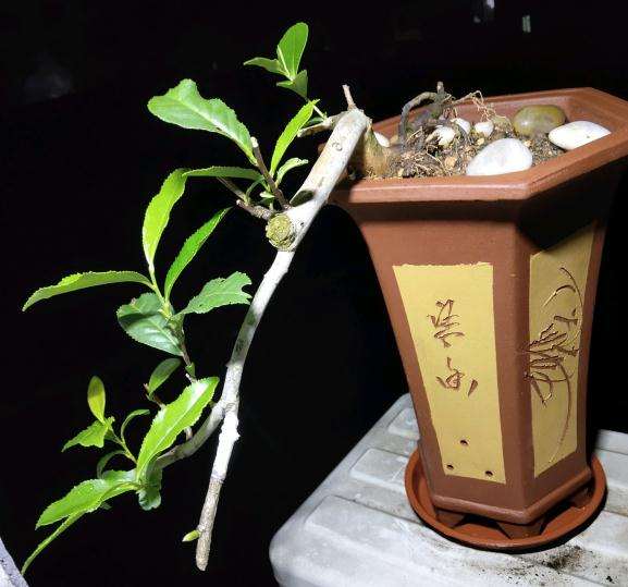 茶花下山桩重新换盆 能不能成活 图片