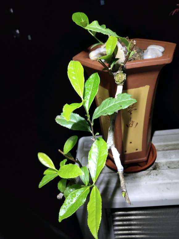 茶花下山桩重新换盆 能不能成活 图片