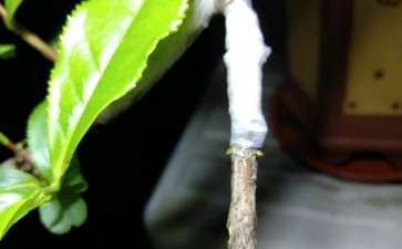 茶花下山桩重新换盆 能不能成活 图片
